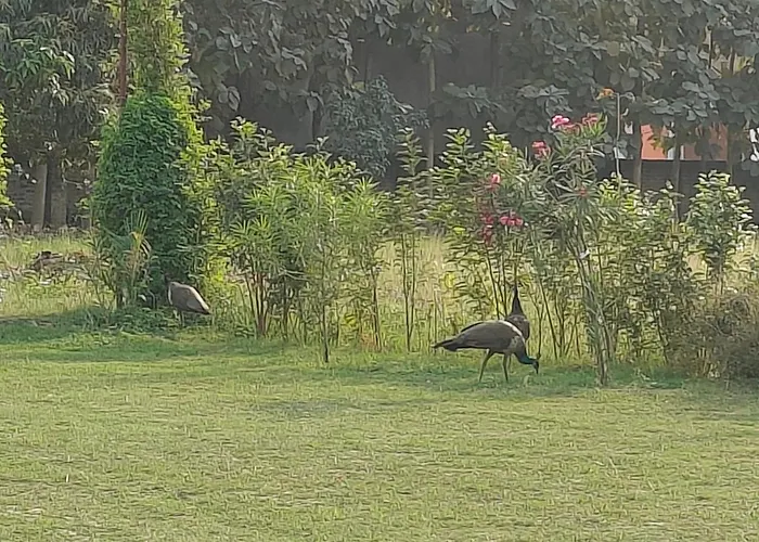Nature Homestay